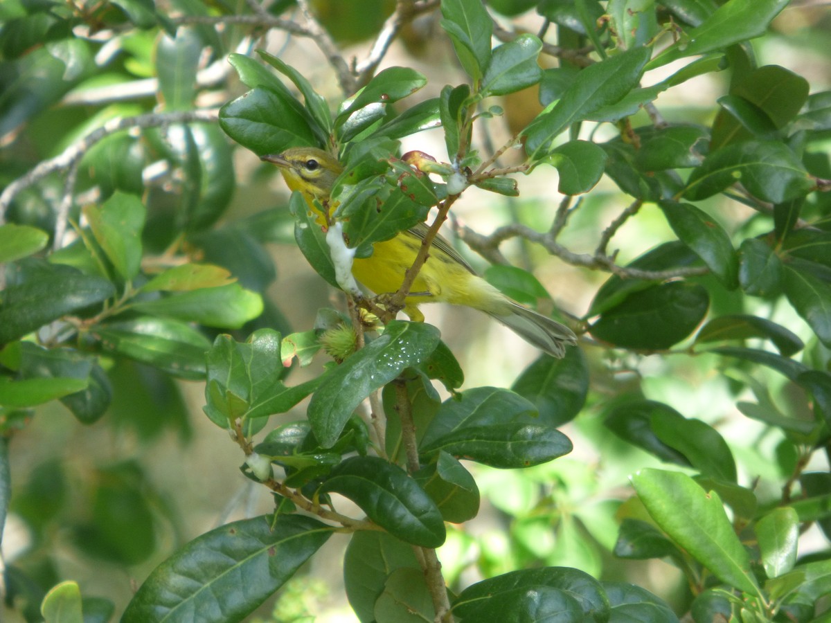 Prairie Warbler - Betty Holcomb