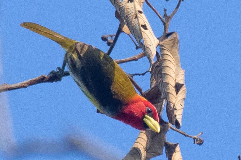 Scarlet-hooded Barbet - Michael Hooper