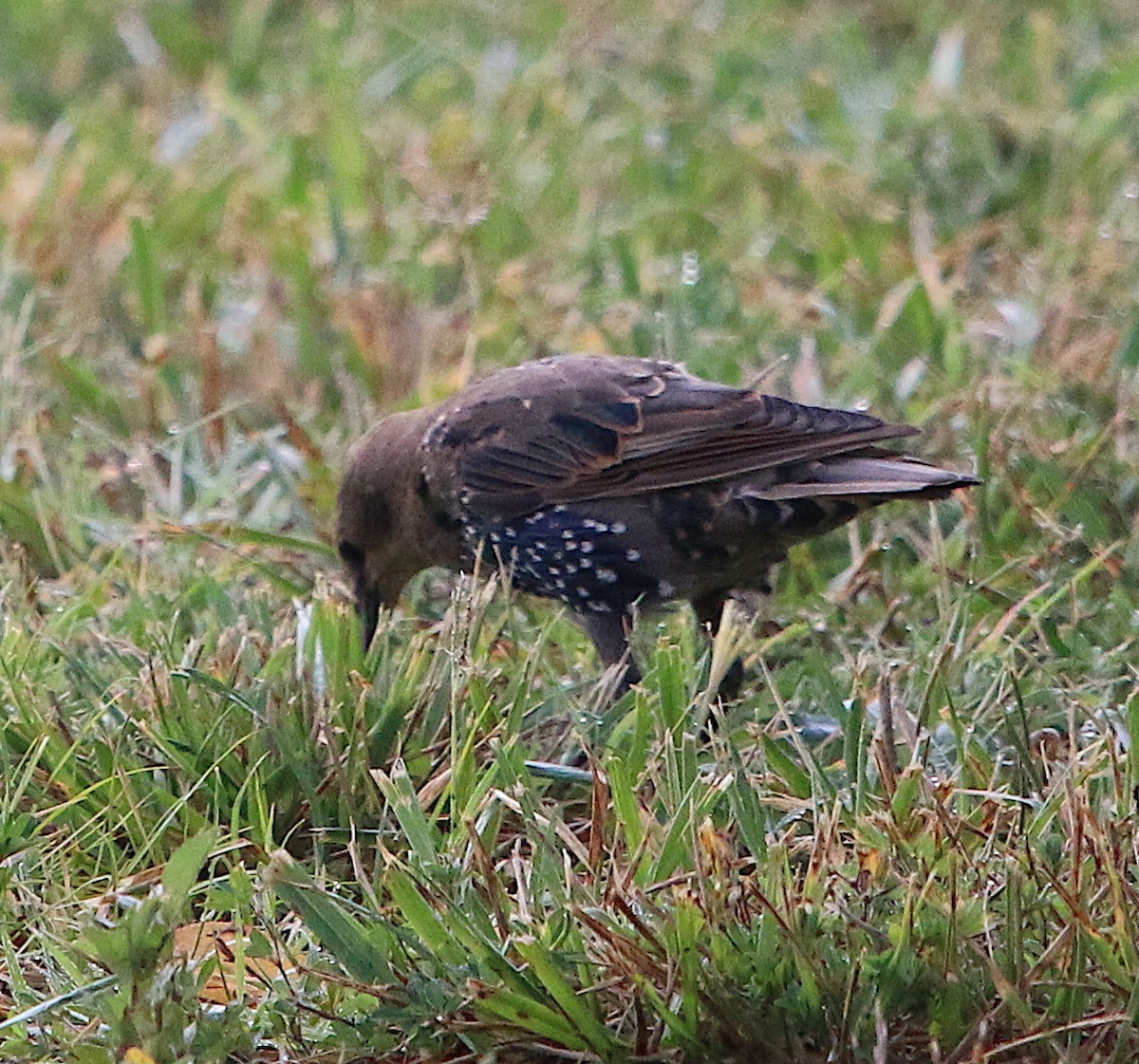 European Starling - ML359819821