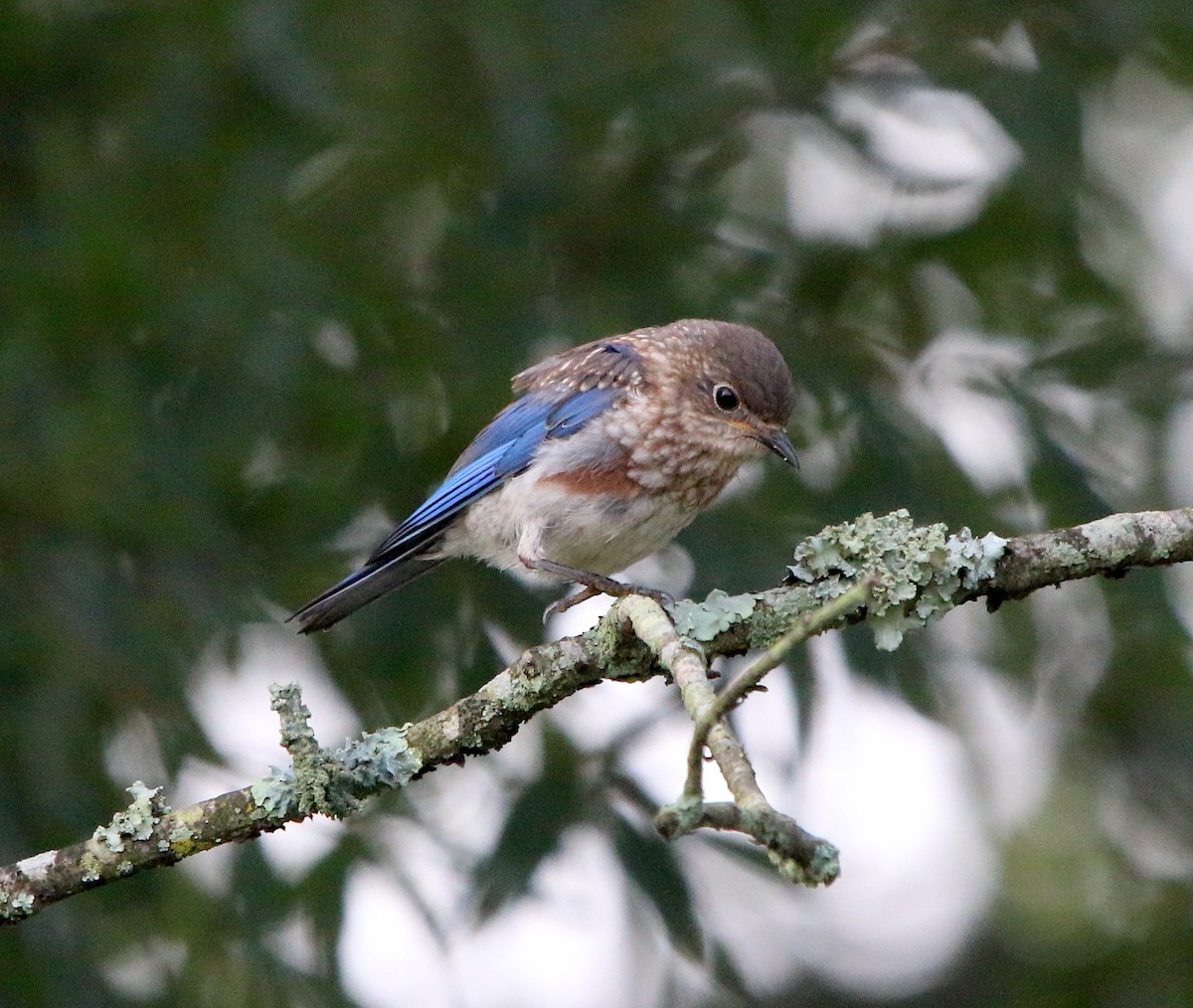 Eastern Bluebird - ML359819891