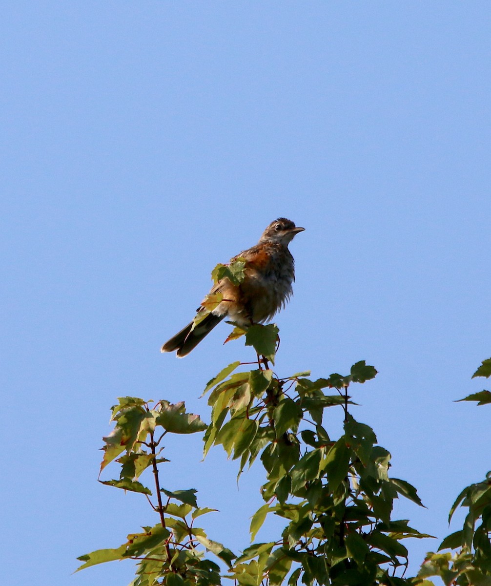 American Robin - ML359819921