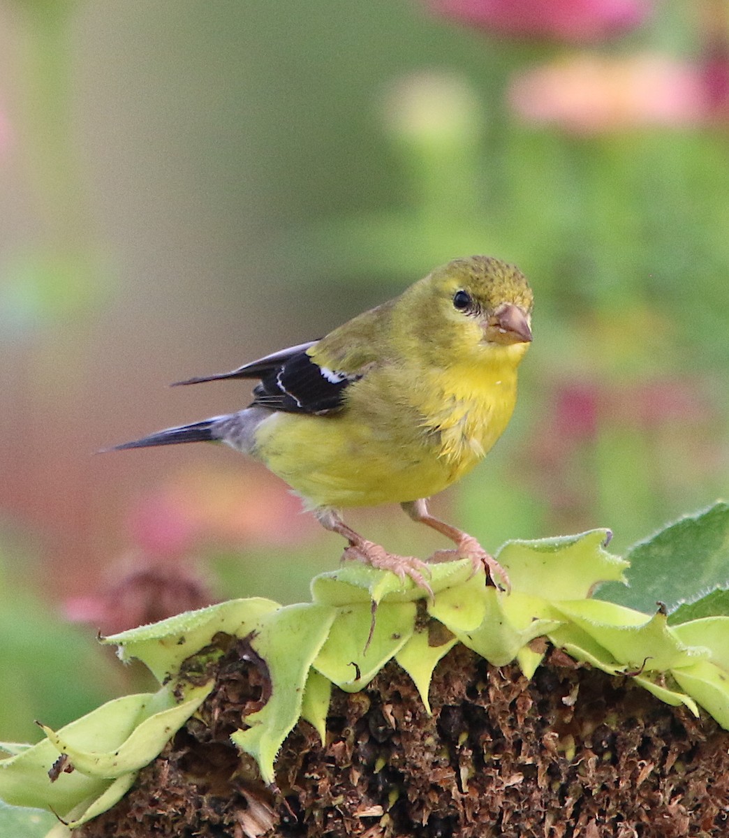 American Goldfinch - ML359819991