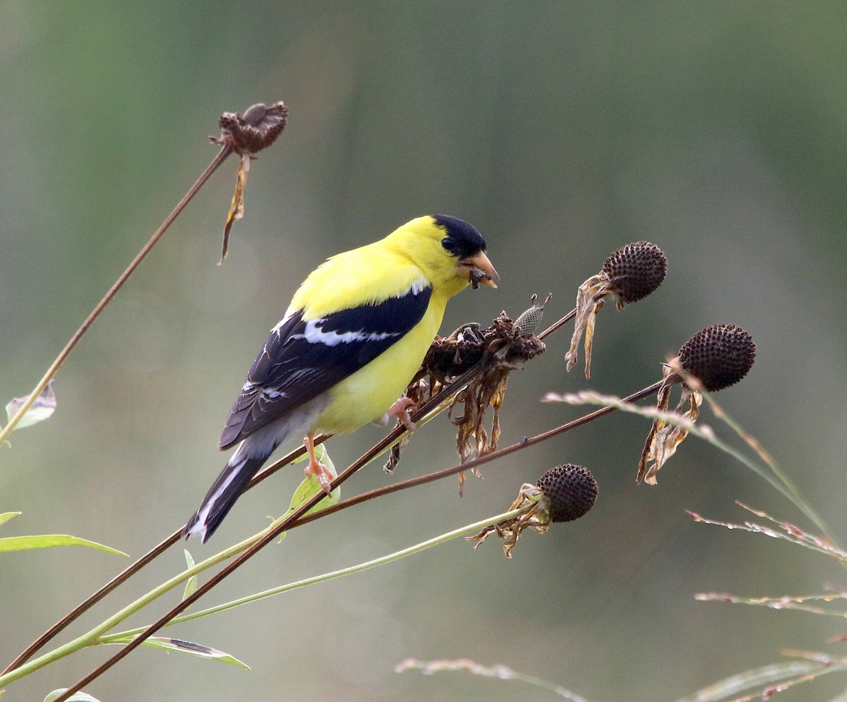 American Goldfinch - ML359820021