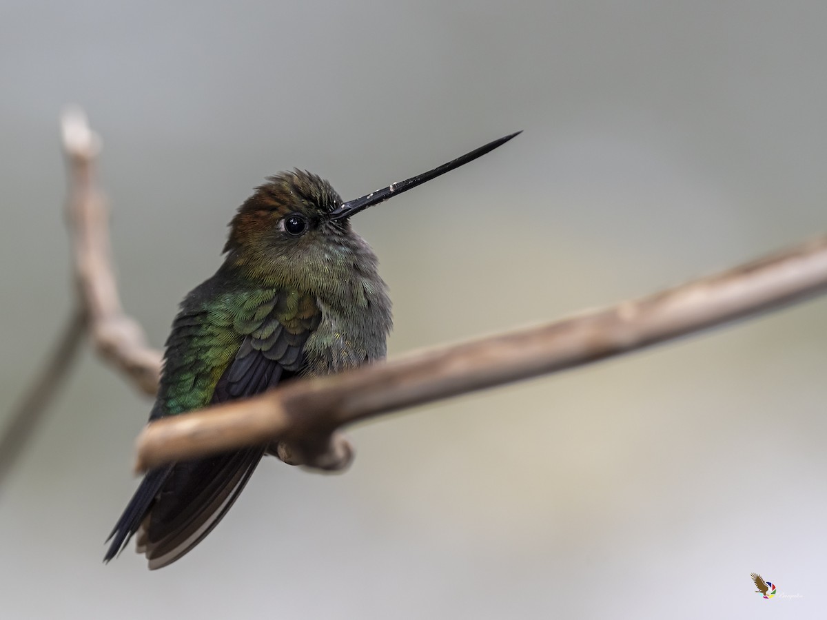 Green-fronted Lancebill - ML359820361