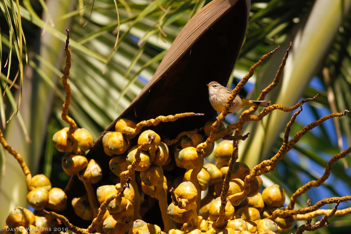 Palm Warbler (Western) - Davey Walters