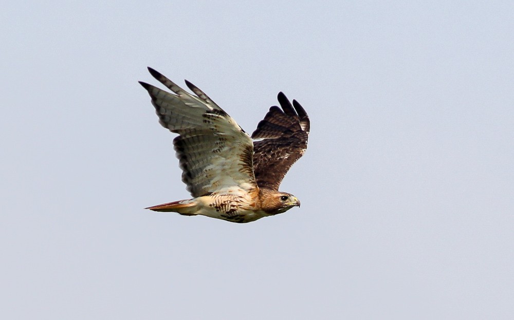 Red-tailed Hawk - ML359821011