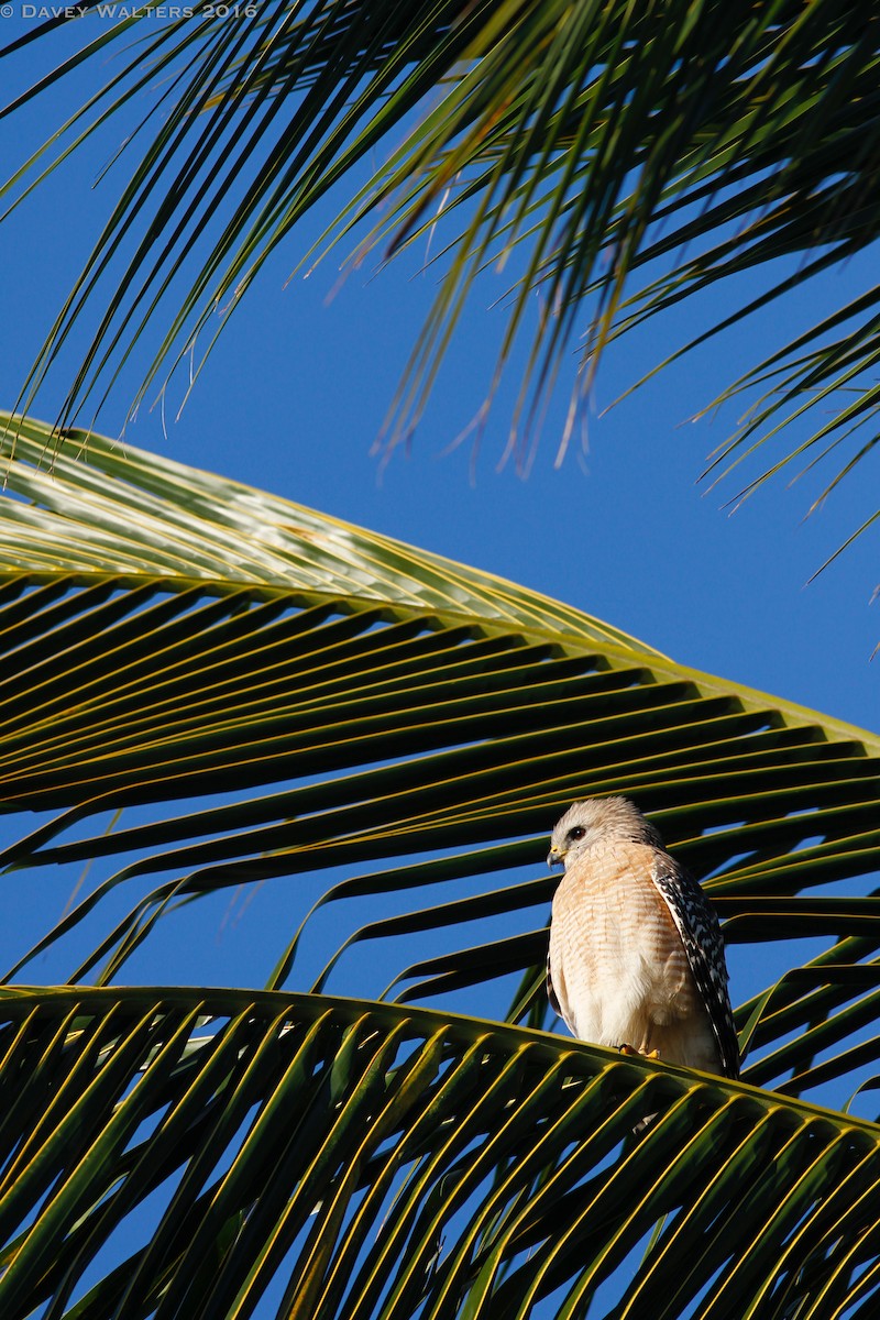 Red-shouldered Hawk (extimus) - ML35982161