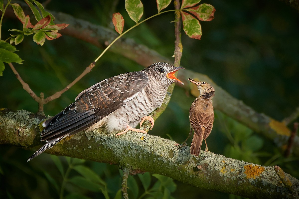 Common Cuckoo - ML359822741