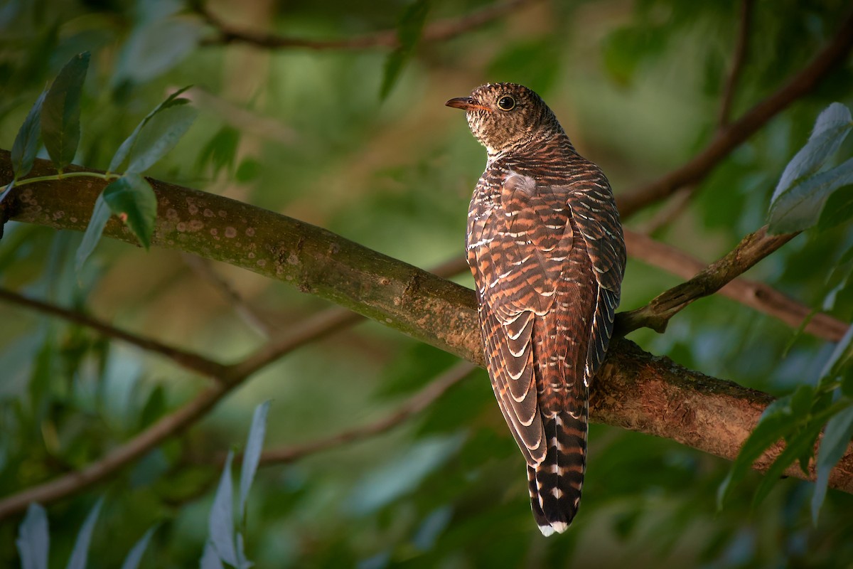 Common Cuckoo - ML359822961