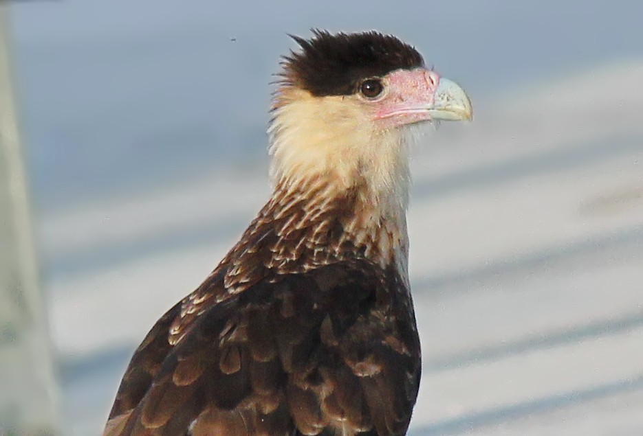 Crested Caracara (Northern) - ML35982301