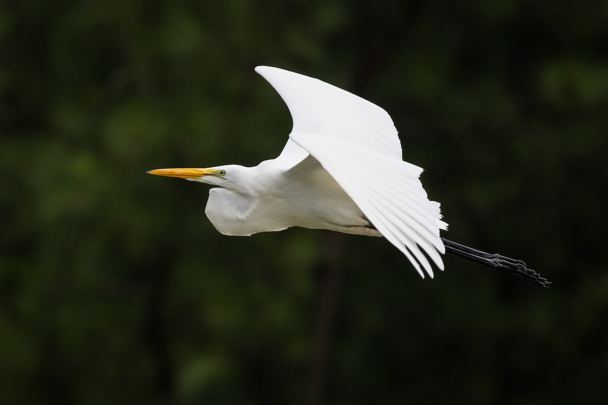 Great Egret - Michael Fogleman