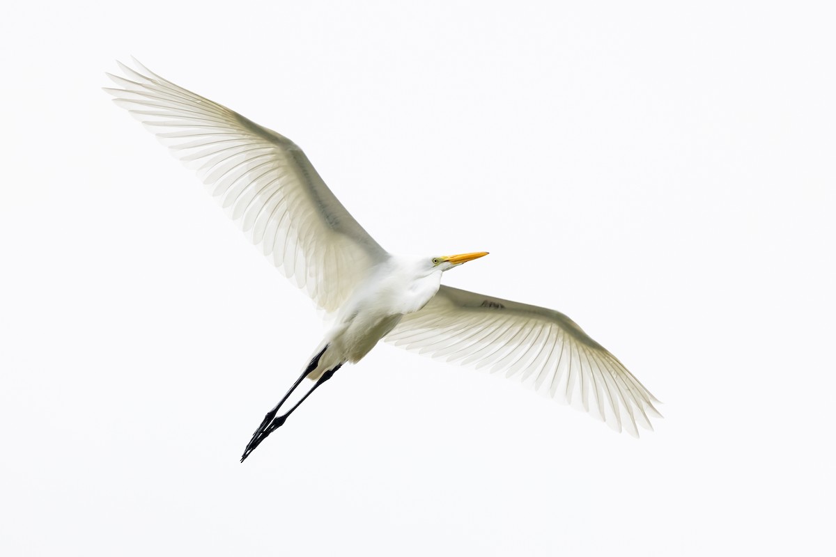 Great Egret - ML359823191