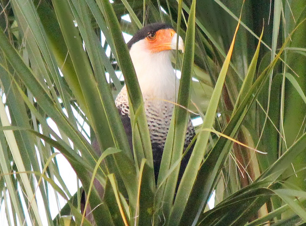 Crested Caracara (Northern) - ML35982441
