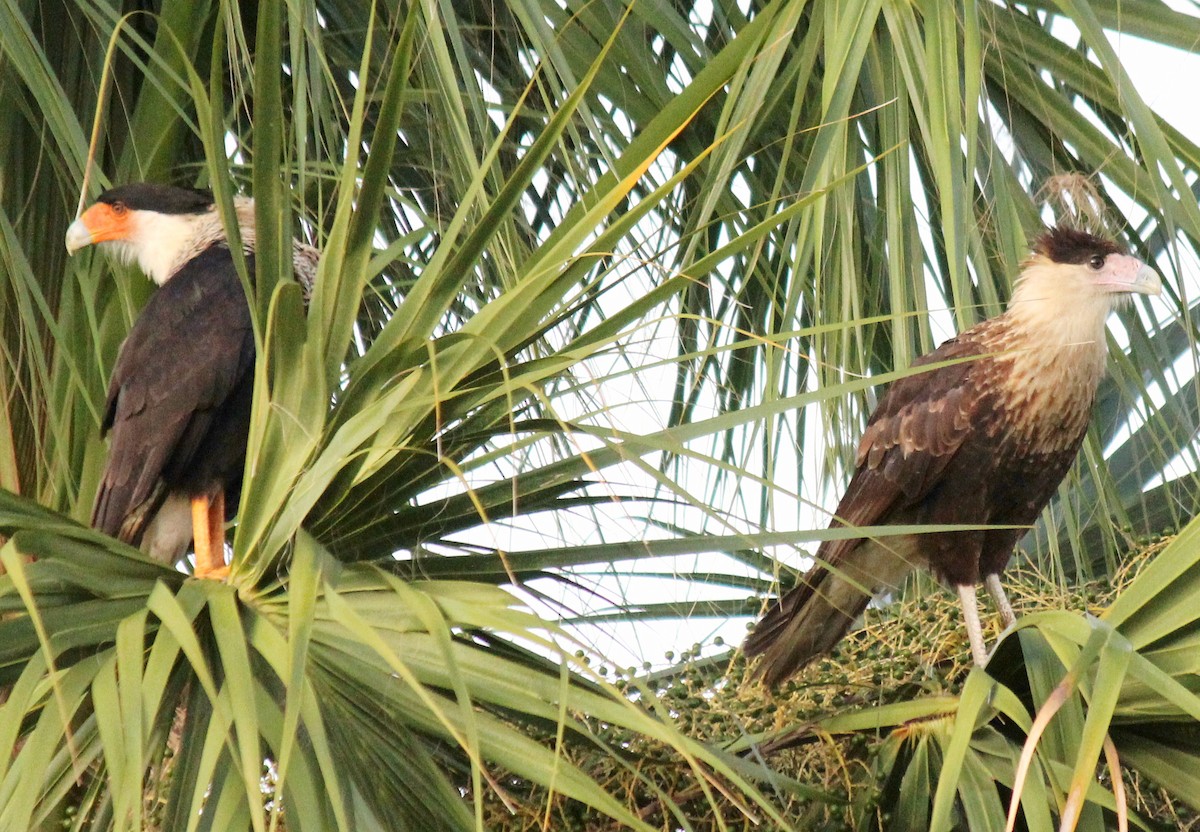 Crested Caracara (Northern) - ML35982481