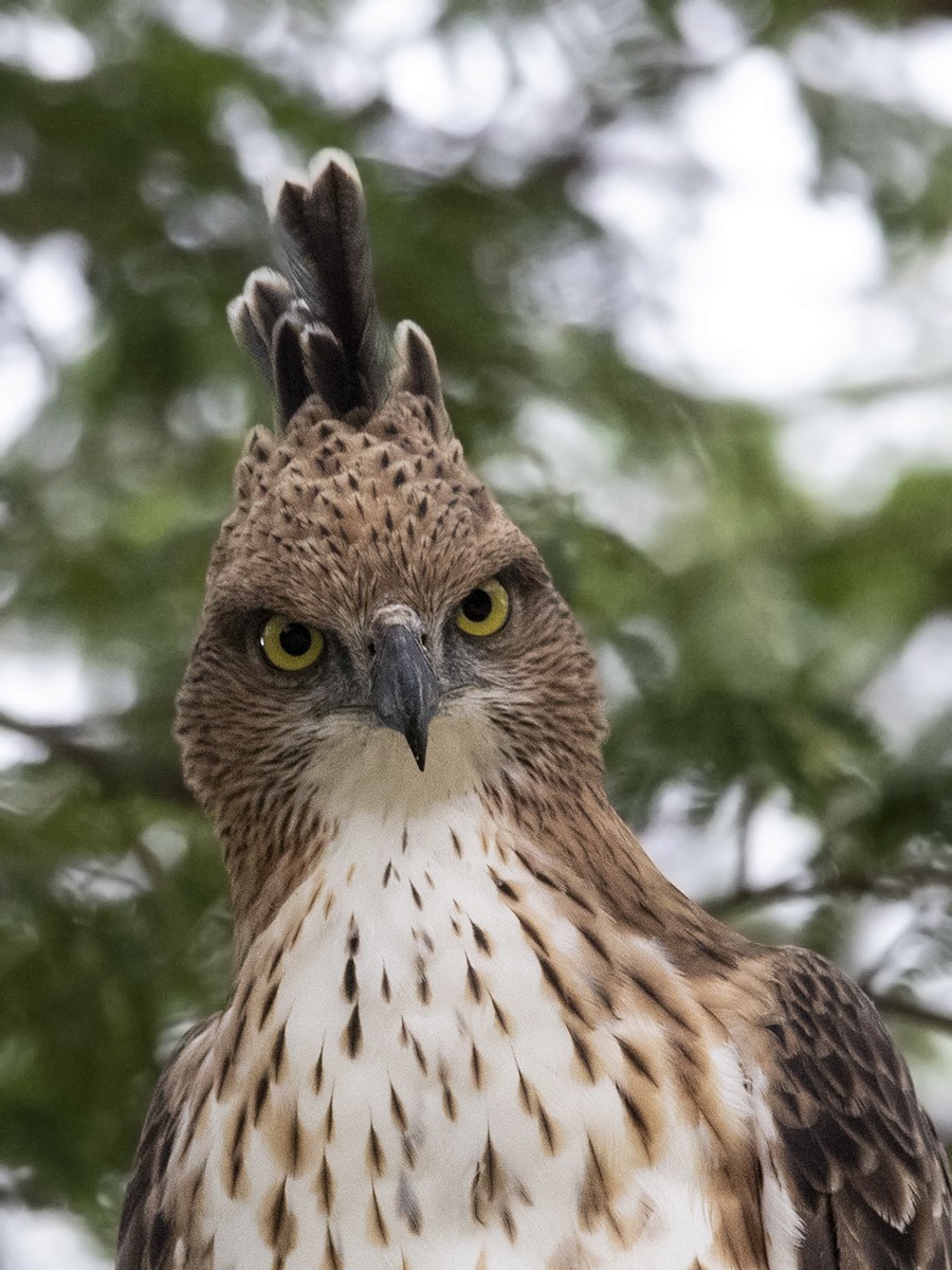 Changeable Hawk-Eagle - ML359826691