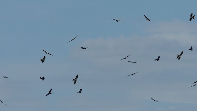 Swallow-tailed Kite - ML359828061