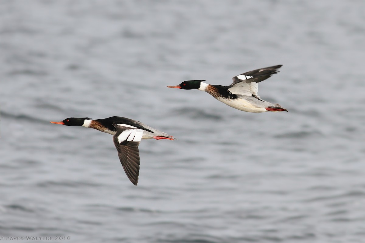 Red-breasted Merganser - Davey Walters