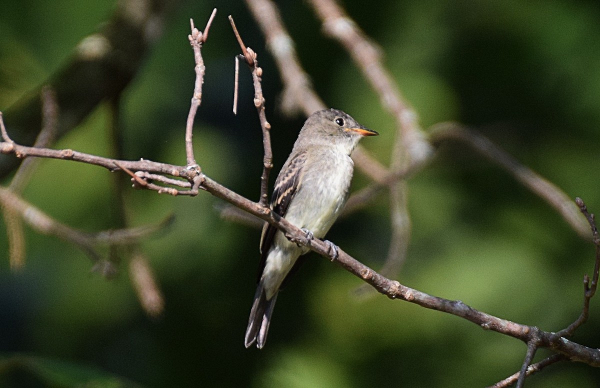 Eastern Wood-Pewee - ML359829081