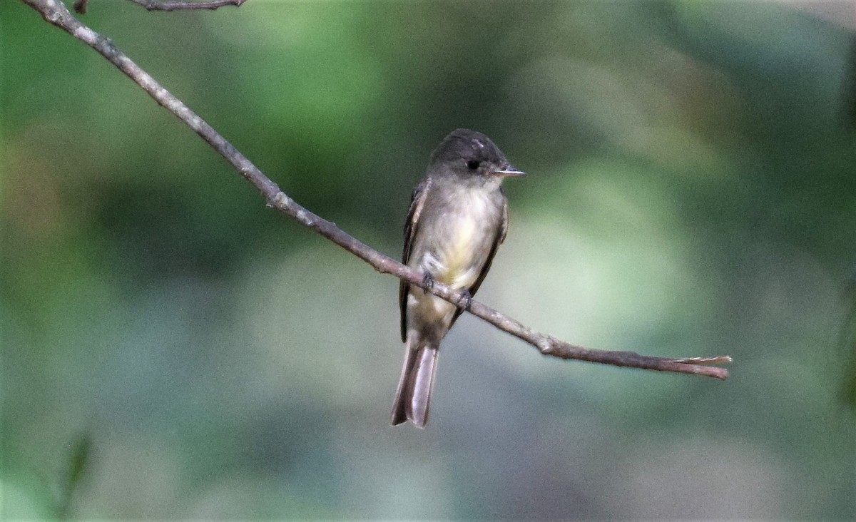 Eastern Wood-Pewee - ML359829361