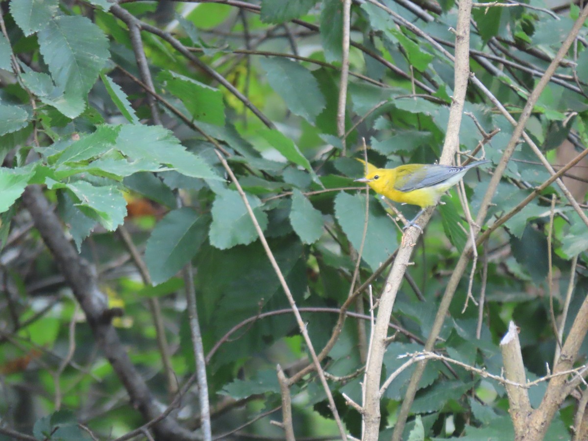 Prothonotary Warbler - ML359829401