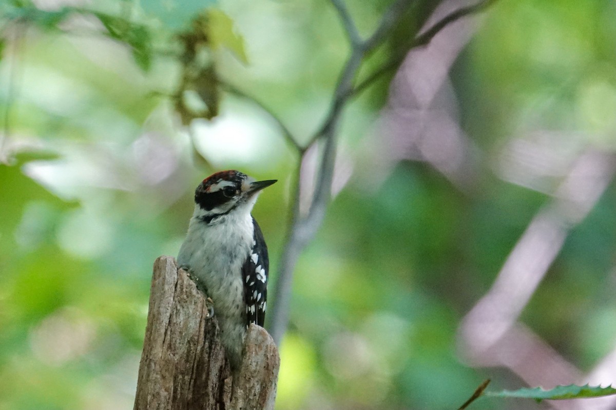 Downy Woodpecker - ML359830071