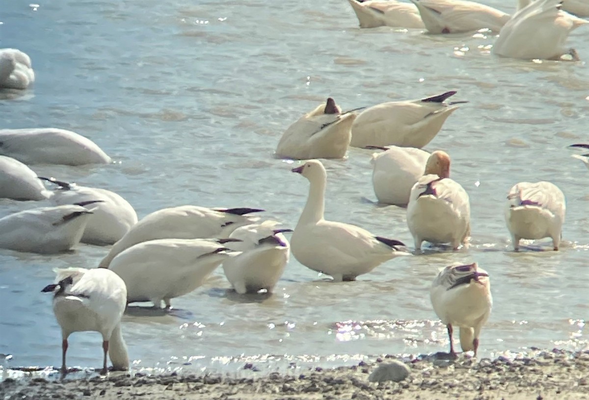 Ross's Goose - ML359832331