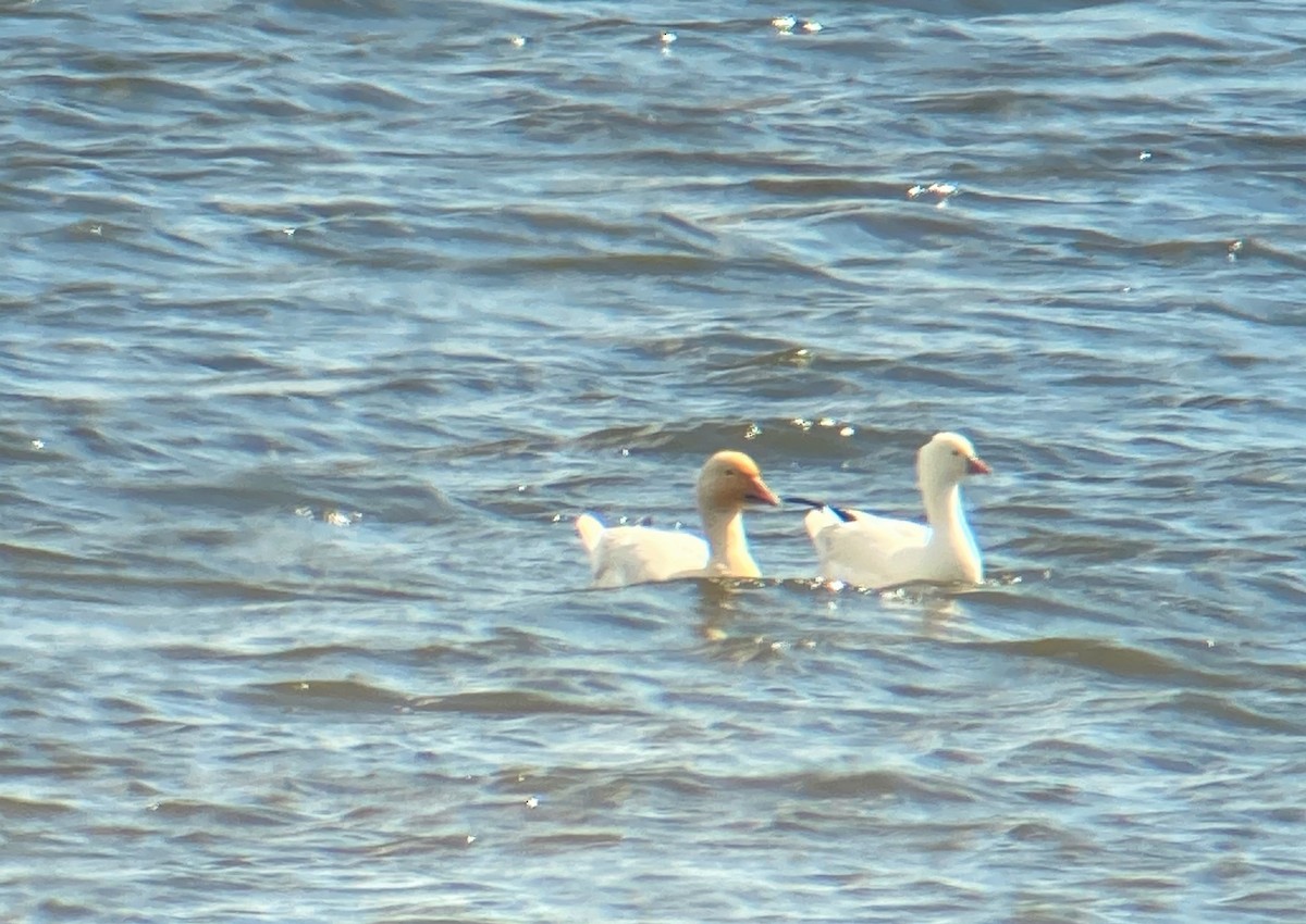 Ross's Goose - ML359832381