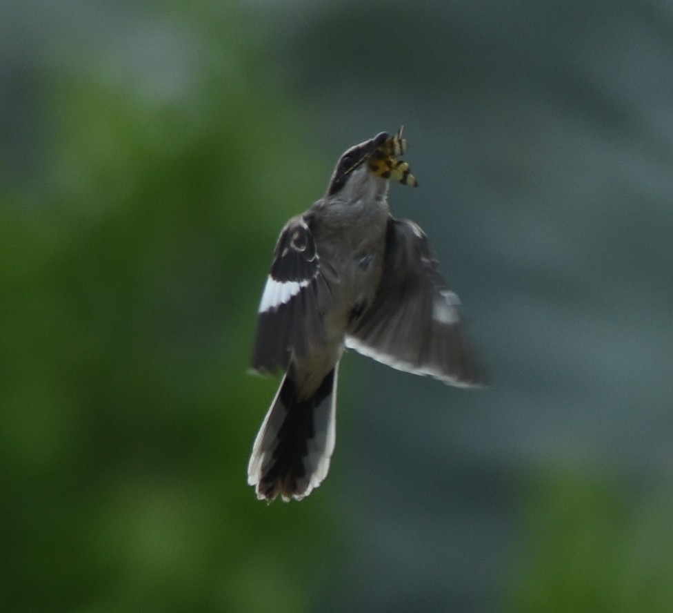 Loggerhead Shrike - ML359832931