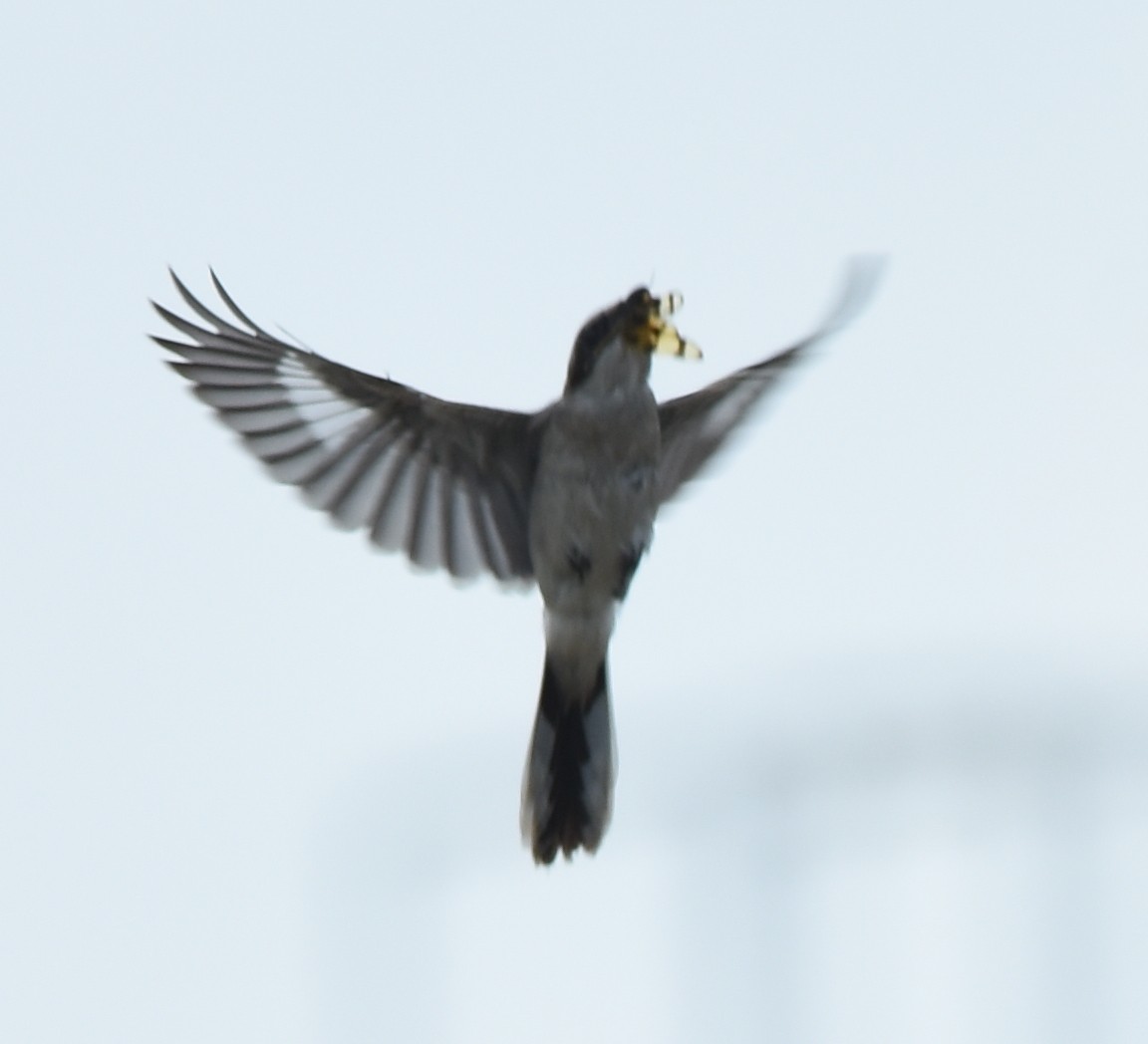 Loggerhead Shrike - ML359832941