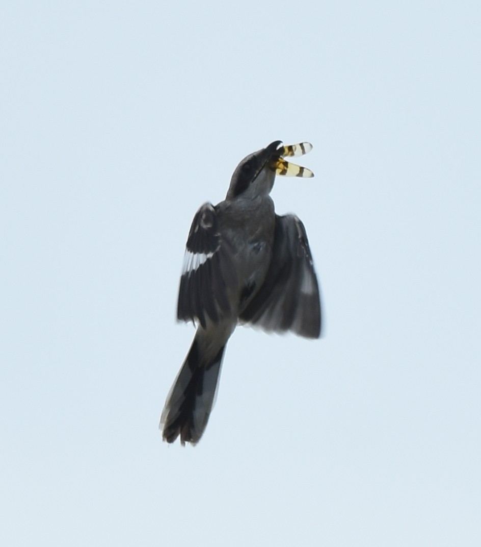 Loggerhead Shrike - ML359832961