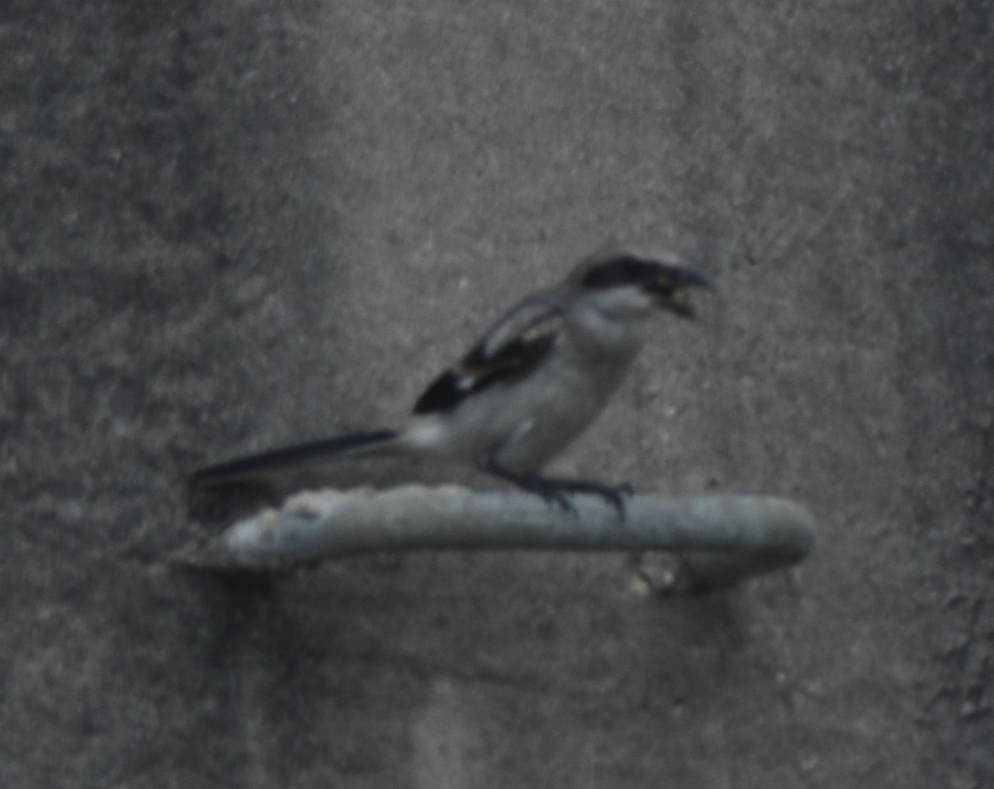 Loggerhead Shrike - ML359833011