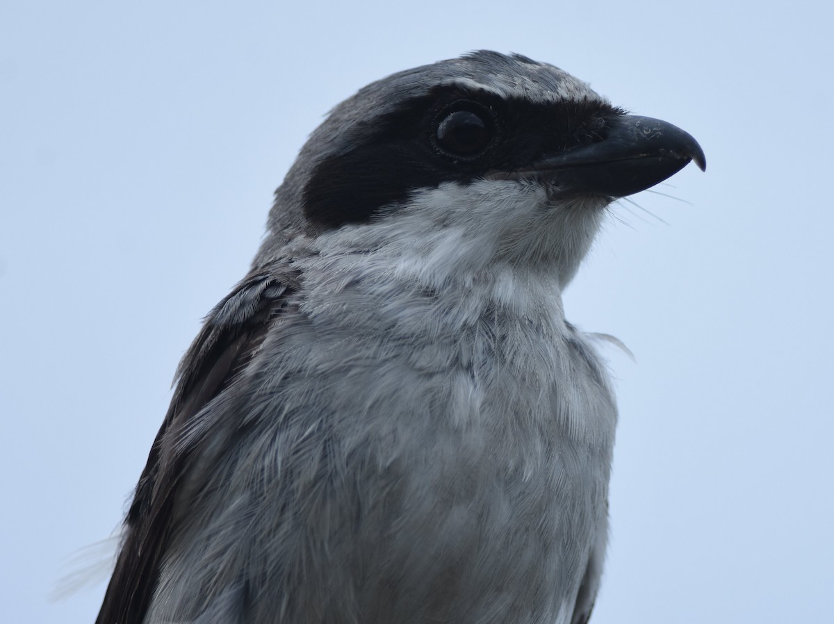 Loggerhead Shrike - ML359833031