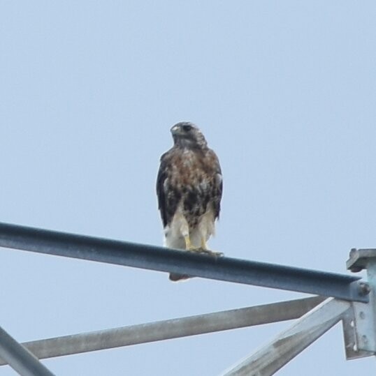 Red-tailed Hawk - ML359833051