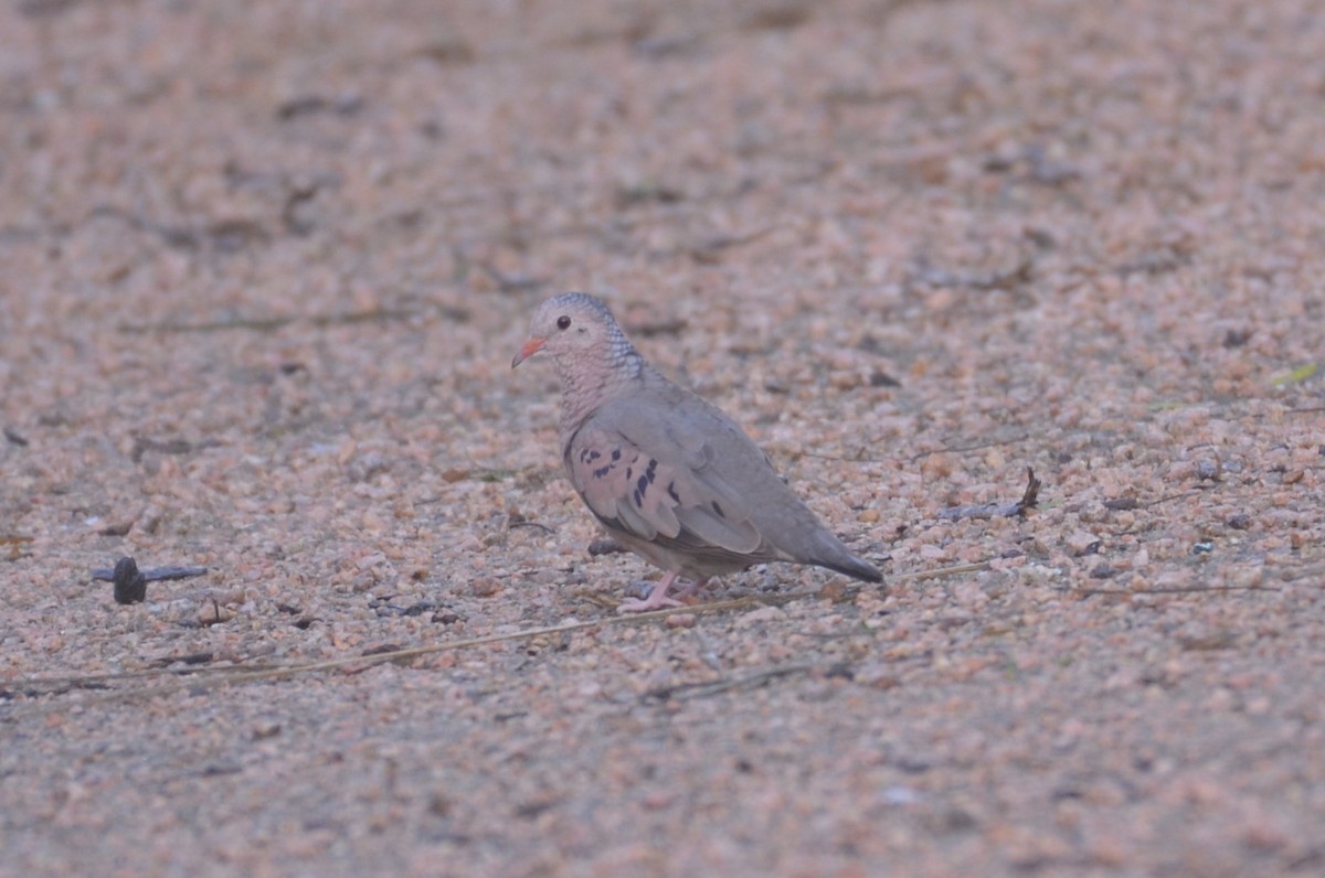 Common Ground Dove - ML359833461