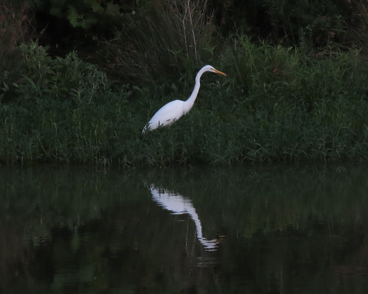 Great Egret - ML359834361