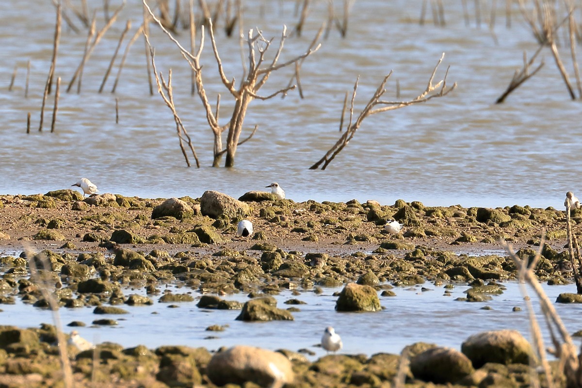 Least Tern - Lawrence Haller