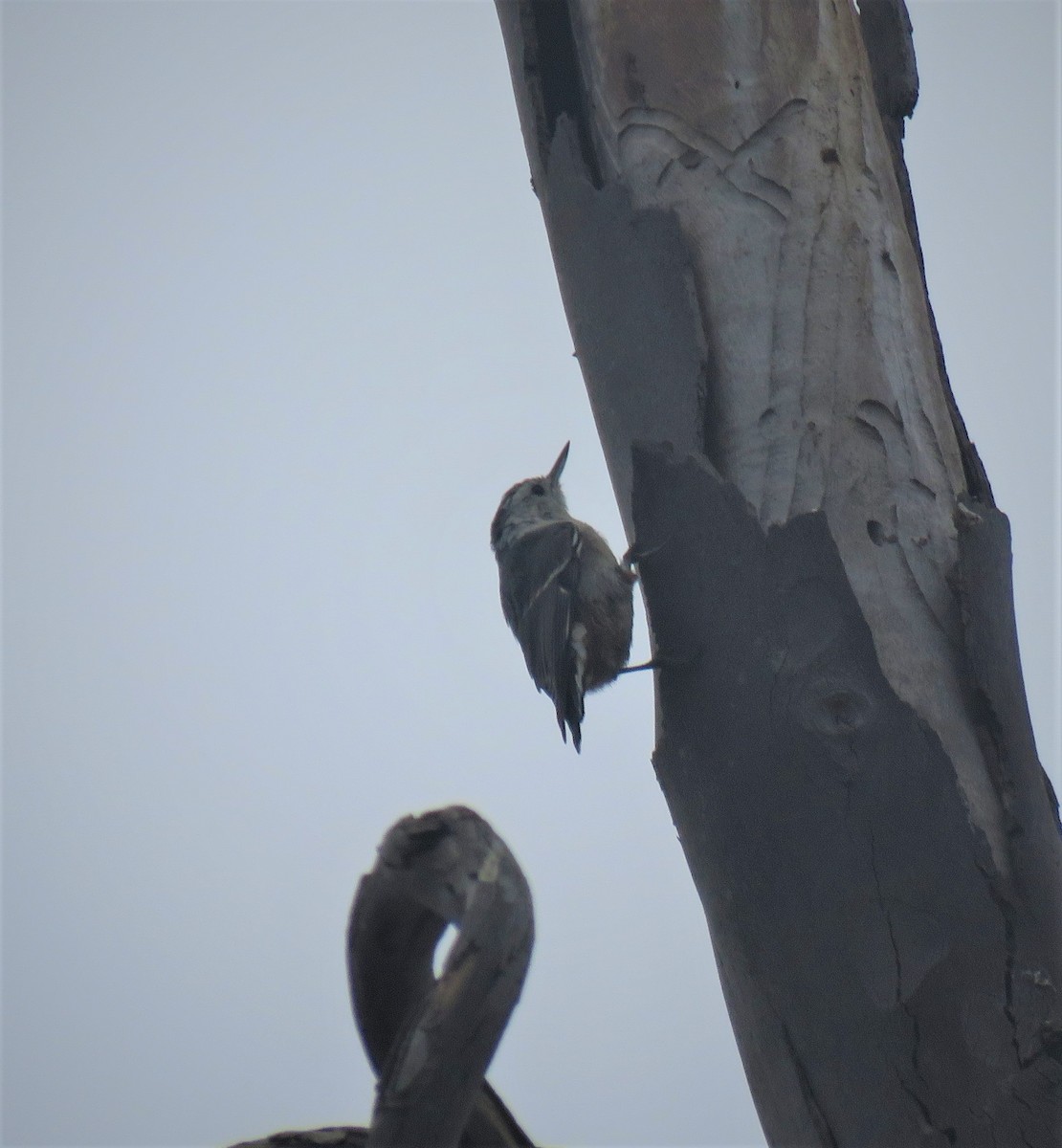 White-breasted Nuthatch - ML359835171