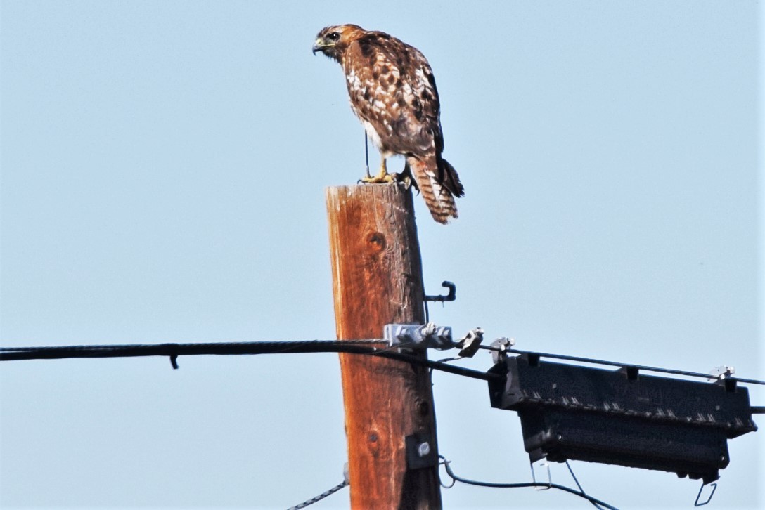 Red-tailed Hawk - ML359835321