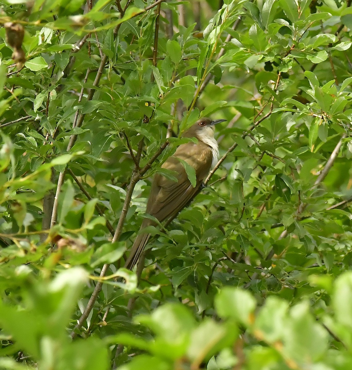 Black-billed Cuckoo - ML359835661