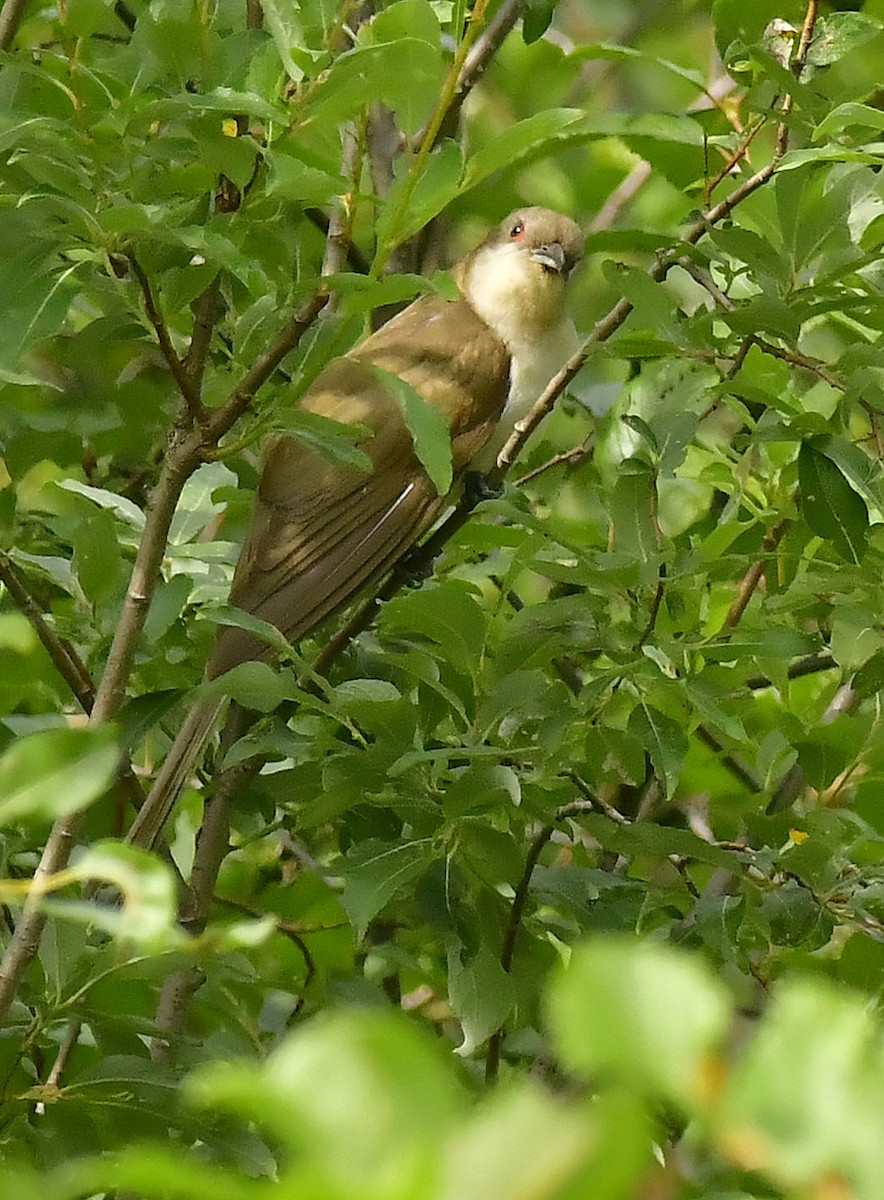 Black-billed Cuckoo - ML359835671