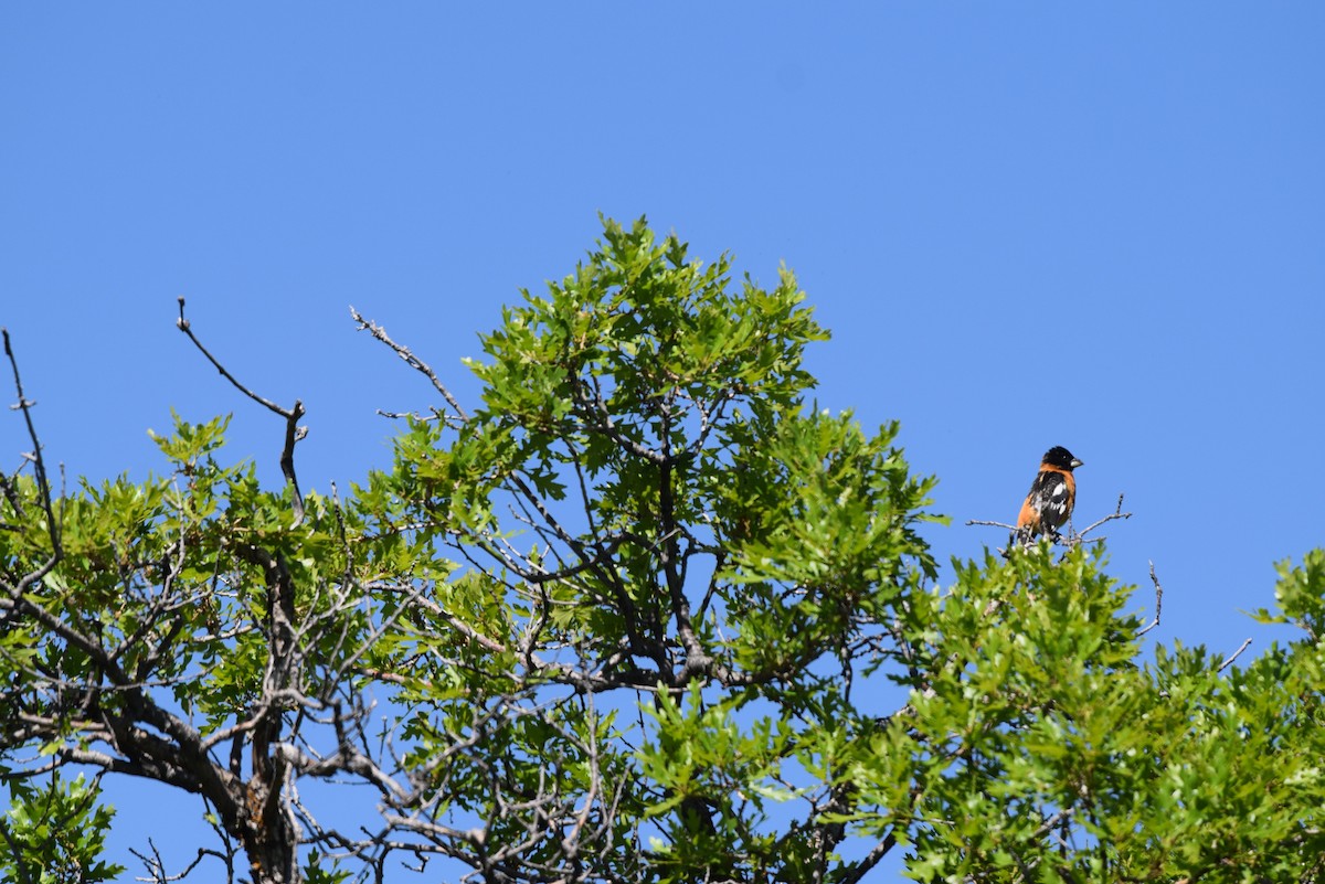 Black-headed Grosbeak - ML359835821
