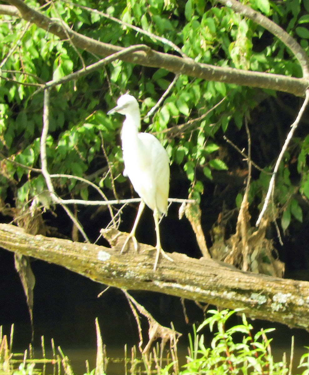 Little Blue Heron - Sabrena Boekell