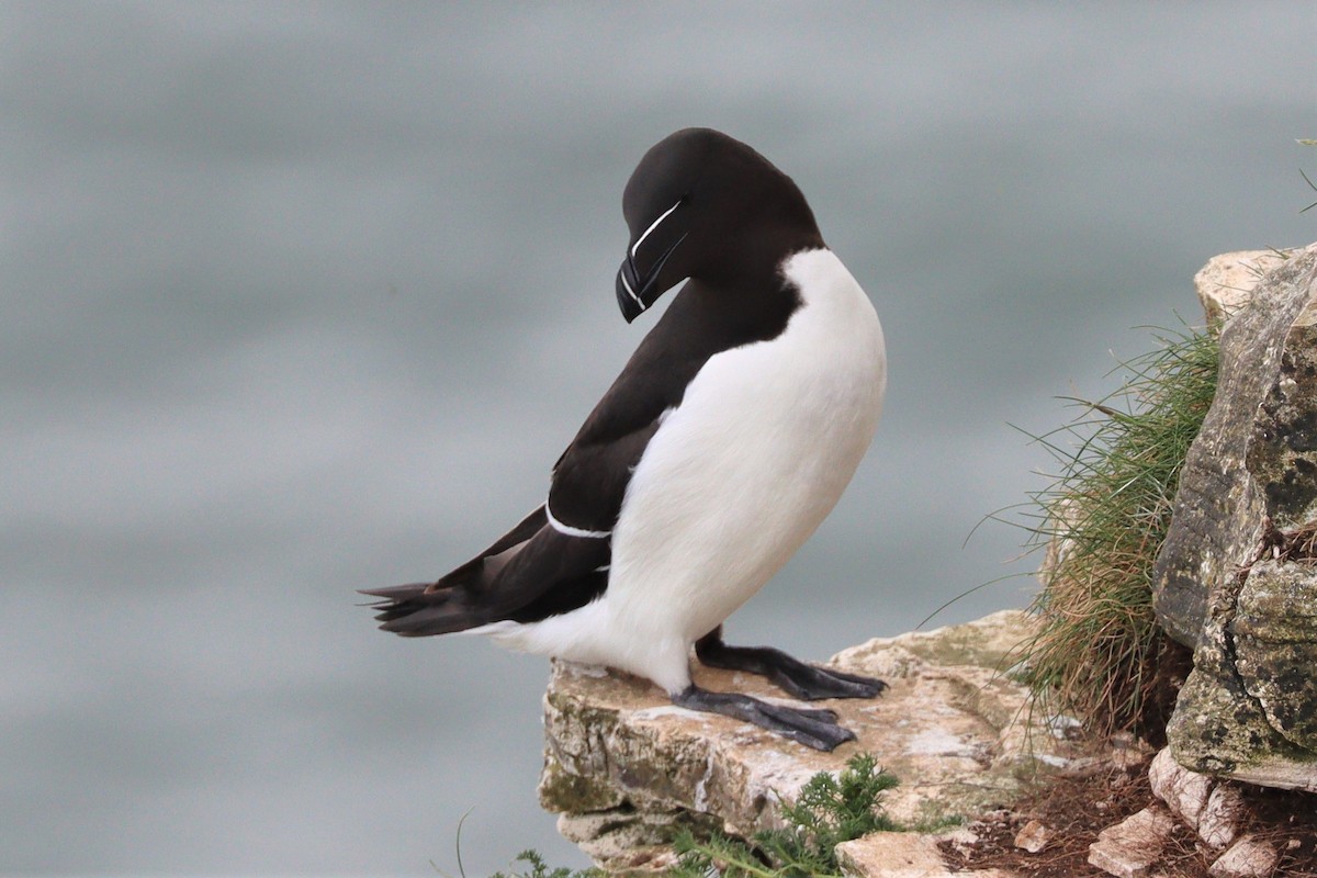 Razorbill - Hugh Kent