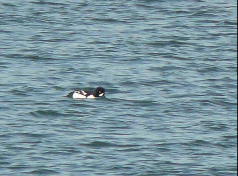 Barrow's Goldeneye - ML35983671