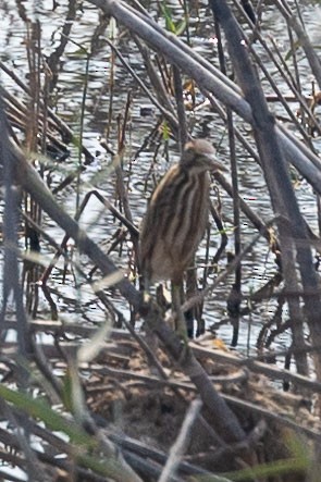 Little Bittern - ML359836751