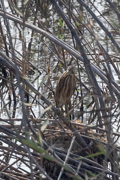 Little Bittern - ML359836781