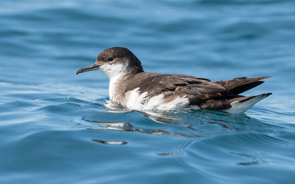 Manx Shearwater - ML359837461