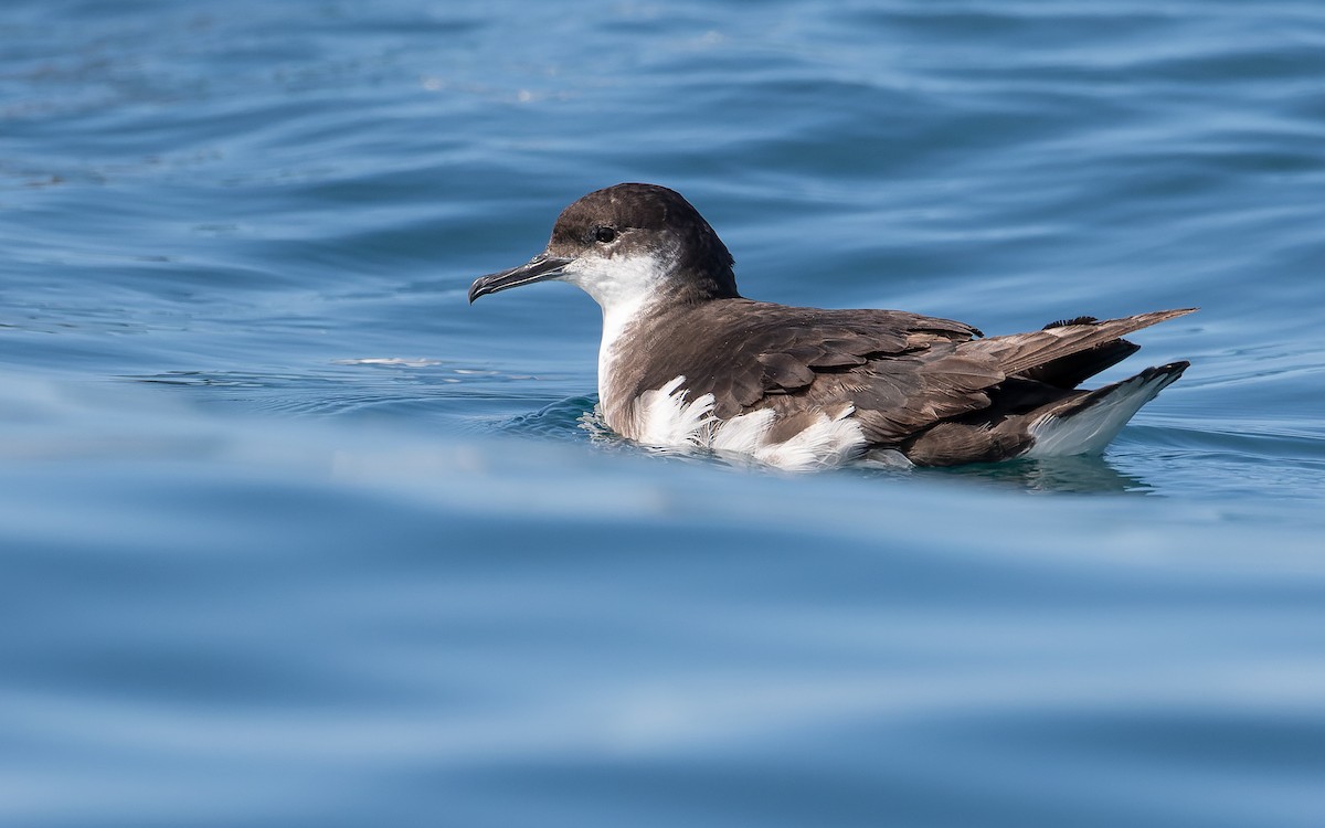 Manx Shearwater - Blair Dudeck