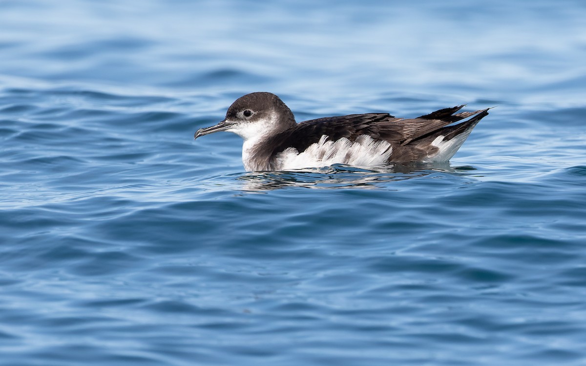 Manx Shearwater - ML359837501