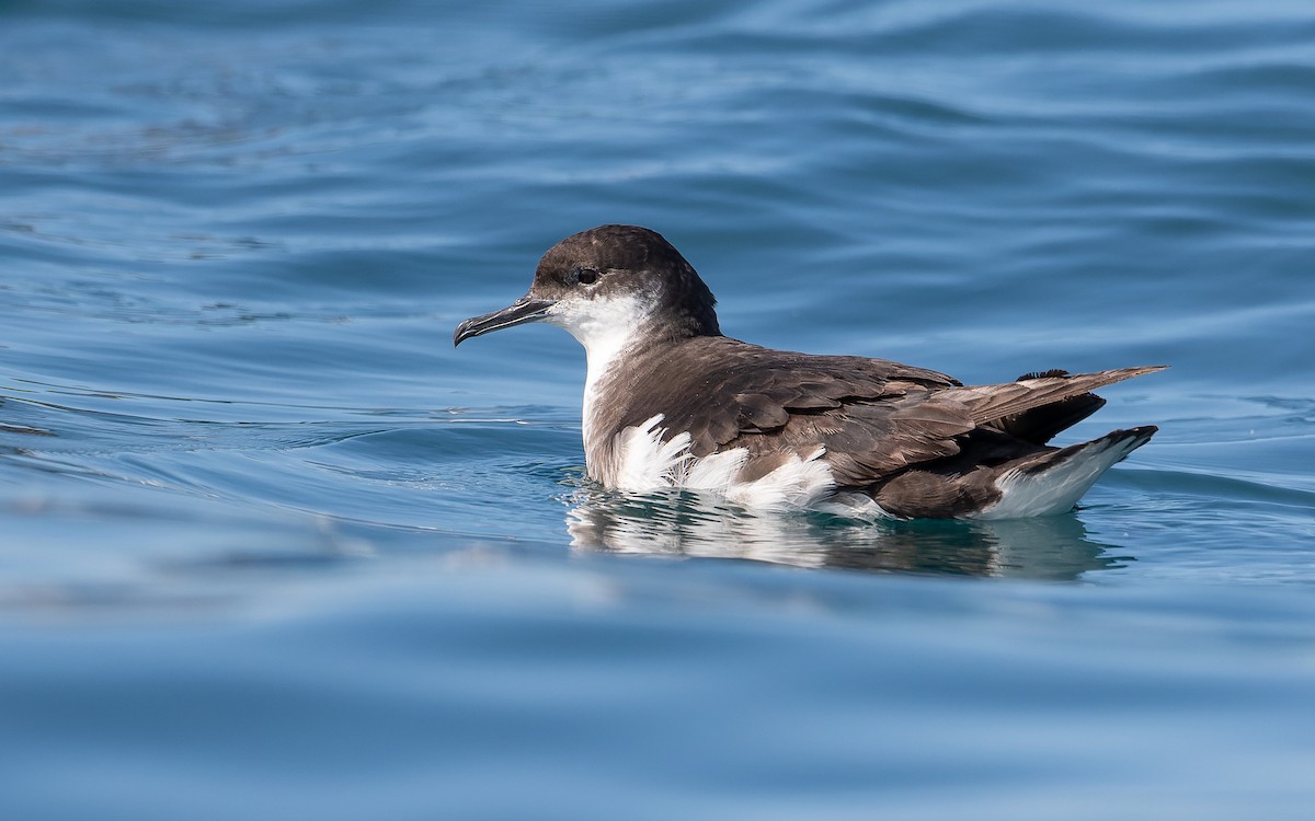 Manx Shearwater - ML359837521